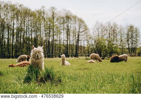 Alpacas Graze In The Spring Meadow High In The Mountains.