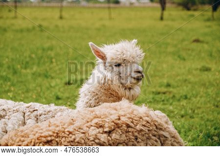 Alpacas Graze In The Spring Meadow High In The Mountains.