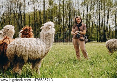 Alpacas Graze In The Spring Meadow Near The Farm. The Girl Grazes The Alpacas.