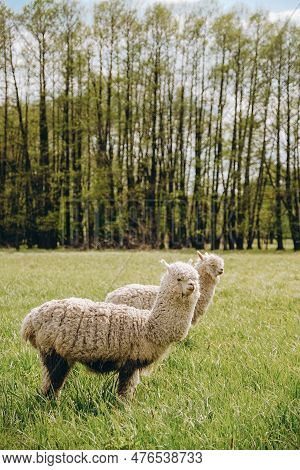 Alpacas Graze In The Spring Meadow High In The Mountains.