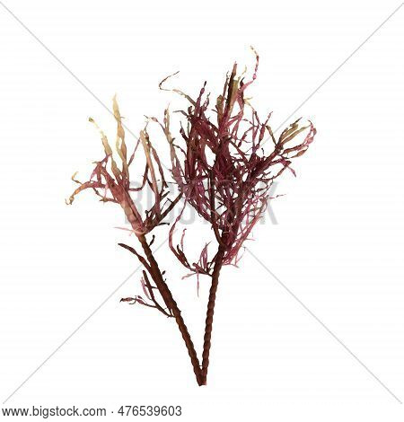 3d Illustration Of Red Alga Gracilaria Isolated On White Background, Ocean Creatures