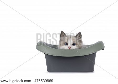 Adorable Blue Bicolor Ragdoll Cat Kitten, Laying With Head On The Edge Of Grey And Green Open Plasti