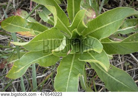 Star Like Growing Woad Leaves On A Spring Meadow From Top Down View