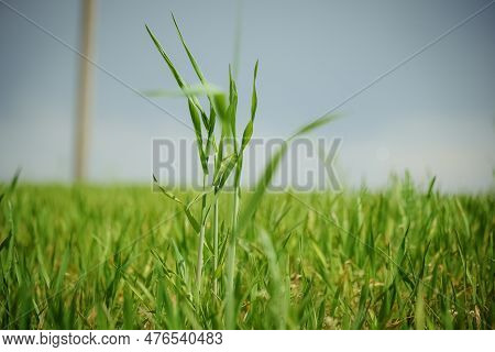 Green Leaves Of Juicy Long Grass On Spring Meadow In With Three Sticking Out In The Sunlight Side Vi
