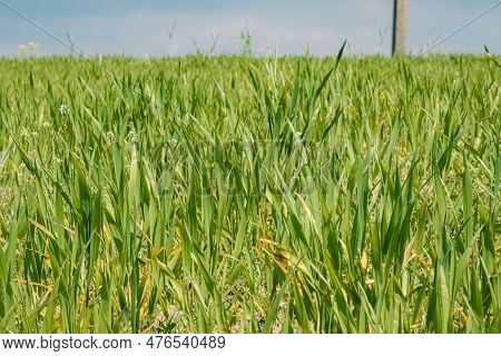 Green Leaves Of Juicy Long Grass On Spring Meadow In The Sunlight Side View