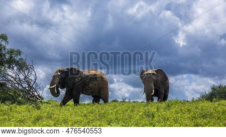 Two African Bush Elephant In Yellow Flowers Meadow In Kruger National Park, South Africa ; Specie Lo