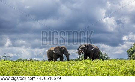 Two African Bush Elephant In Yellow Flowers Meadow In Kruger National Park, South Africa ; Specie Lo