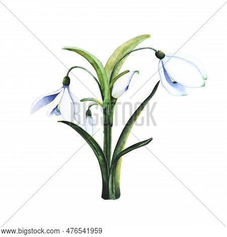 Watercolor Snowdrops. Botanical Illustration Of Flowers. Watercolor Illustration Of A Bouquet On A W
