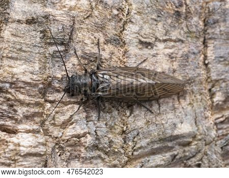 Closeup Shot Of An Alderfly Resting On Tree Bark