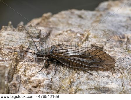 Closeup Shot Of An Alderfly Resting On Tree Bark