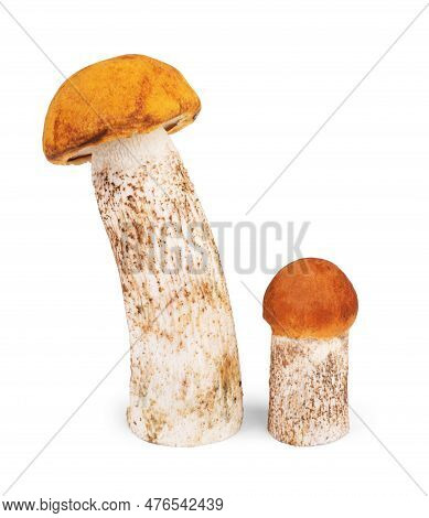 Brown Champignon Mushroom And Rosemary Leaves Intact, Eatable, Nobody, Mushrooms, Gourmet, And,