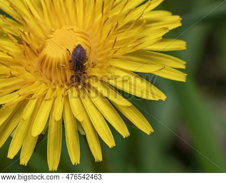 Common Leaf Weevil On Flowering Yellow Dandelion Blossom
