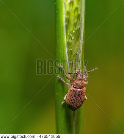 Common Leaf Weevil At A Grass Stipe In Green Ambiance