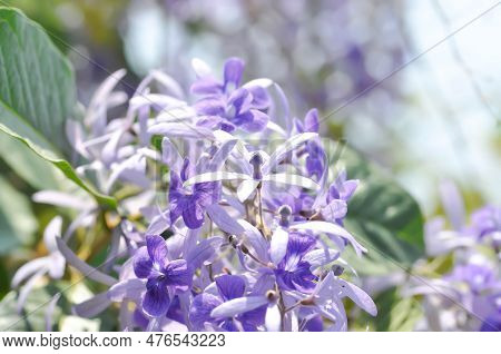 Sandpaper Vine, Purple Wreath Or Queens Wreath Or Purple Flowers