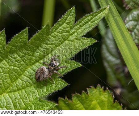 Female Evarcha Arcuata Jumping Spider On Nettle Leaf