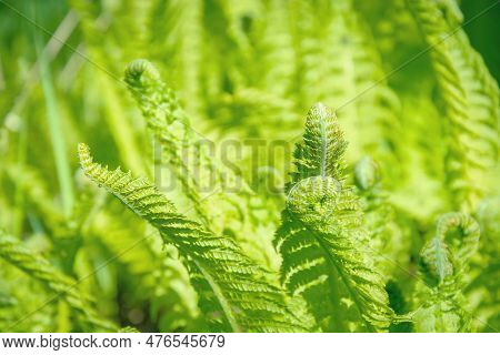 A Young Fern Shoot. Green Fern Leaf. Fern Leaf In The Sun