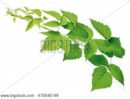Raspberry Twig Shoot Branches With Developing Green Leaves Isolated On White Background. Stem Of Ras