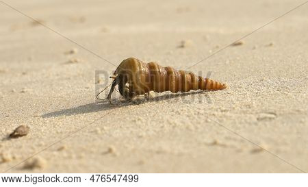 Hermit Crab In A Shell On The Ocean Shore. High Quality Photo