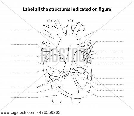 Human Anatomy Worksheet. Label All The Structures Indicated On Figure. Heart And Blood Vessels.