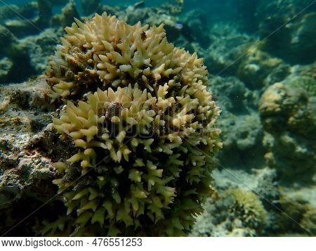 Bush Coral Or Thin Birdsnest Coral, Spiny Row Coral, Needle Coral (seriatopora Hystrix) Undersea, Re