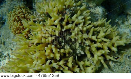 Bush Coral Or Thin Birdsnest Coral, Spiny Row Coral, Needle Coral (seriatopora Hystrix) Undersea, Re