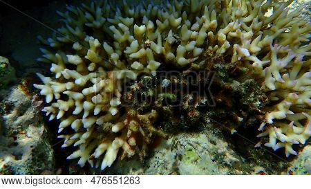 Bush Coral Or Thin Birdsnest Coral, Spiny Row Coral, Needle Coral (seriatopora Hystrix) Undersea, Re