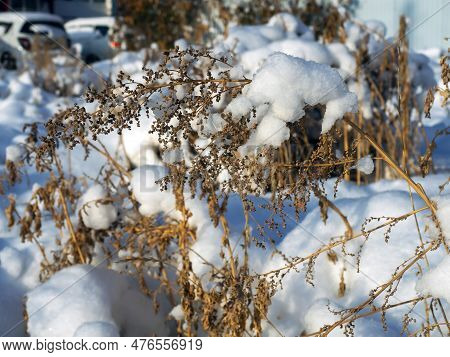 Dry Grass Covered With Fluffy Fresh Snow