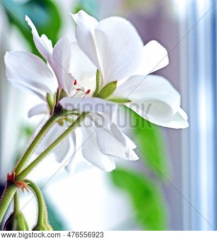 Delicate White Geranium Flower Growing In A Pot