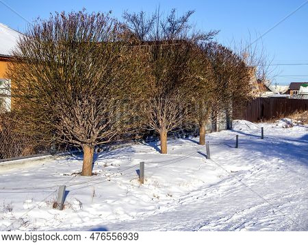 Winter Landscape With Sphere-trimmed Trees Without Leaves