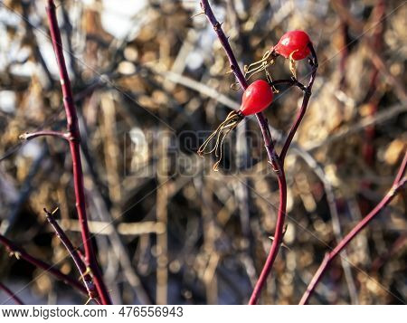 Rosehip Fruits On Bare Branches In Winter