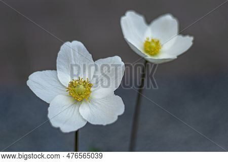 White Anemone Flower. Delicate Bud With A Yellow Core. Garden Flowers. Summer Plant In The Flowerbed