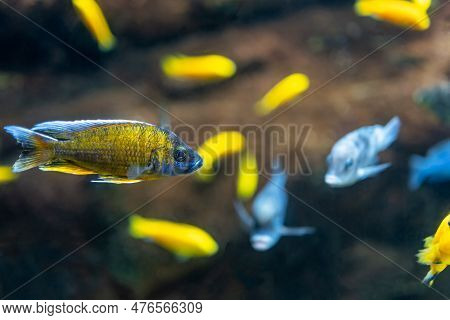 Two Freshwater Aquarium Fish Yellow And Red. Black Tetra, Gymnocorymbus Ternetzi In The Pond.