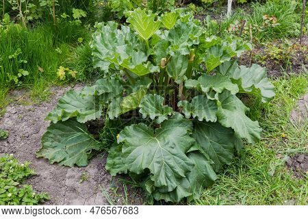 Bush Of The Cultivated Rheum Rhaponticum, Also Known As Culinary Rhubarb Or Pie Plant In Overcast We