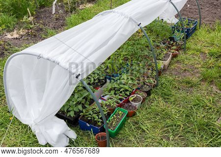 Different Seedling Planted In Various Pots And Boxes Placed In The Simplest Miniature Domestic Green