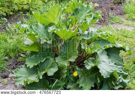 Bush Of The Cultivated Rheum Rhaponticum, Also Known As Culinary Rhubarb Or Pie Plant In Overcast We