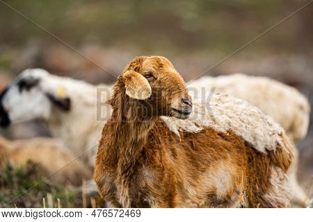 Pasture With Sheep In The Village. Herd With Sheep On A Farm In Field. Sheeps Gaze. Herds In Rural A