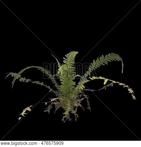3d Illustration Of Fern Plant Isolated On Black Background