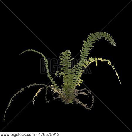 3d Illustration Of Fern Plant Isolated On Black Background