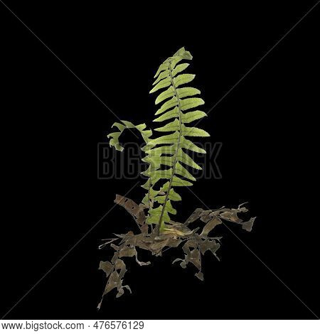3d Illustration Of Fern Plant Isolated On Black Background