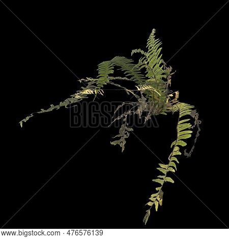3d Illustration Of Fern Plant Isolated On Black Background
