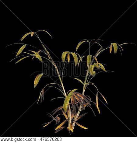 3d Illustration Of Rhapis Plant Isolated On Black Background