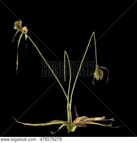 3d Illustration Of Cyperus Difformis Plant Isolated On Black Background