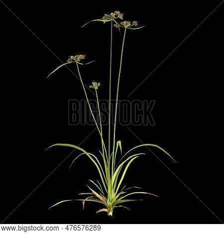 3d Illustration Of Cyperus Difformis Plant Isolated On Black Background