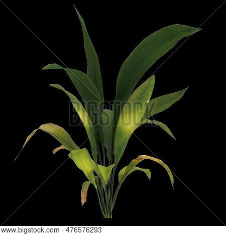 3d Illustration Of Aspidistra Elatior Plant Isolated On Black Background