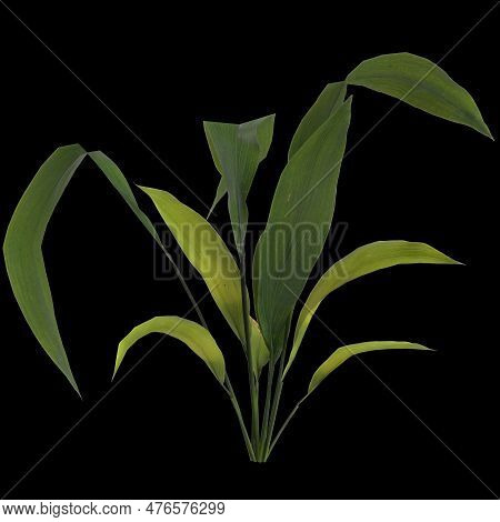 3d Illustration Of Aspidistra Elatior Plant Isolated On Black Background
