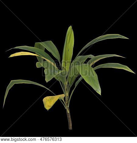 3d Illustration Of Aspidistra Elatior Plant Isolated On Black Background