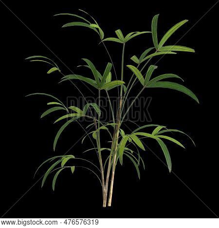 3d Illustration Of Rhapis Plant Isolated On Black Background