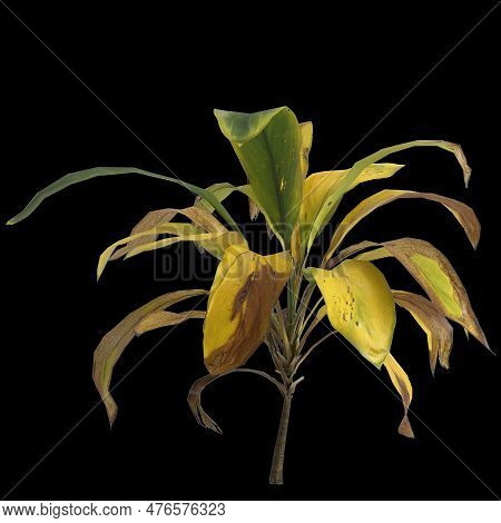 3d Illustration Of Aspidistra Elatior Plant Isolated On Black Background