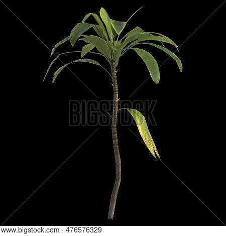 3d Illustration Of Aspidistra Elatior Plant Isolated On Black Background