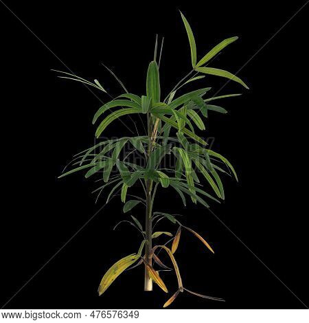 3d Illustration Of Rhapis Plant Isolated On Black Background